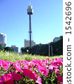 Flower and Sydney Tower 1542696