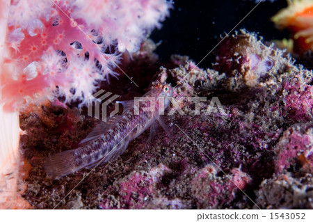 Red coral reef Red coral reef 1543052