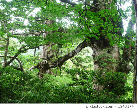 Yakushima couple 1543174
