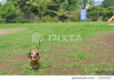 miniature dachshund, piazza, plaza 1543397