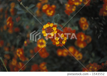 Seven Evolution / Lantana 1543552