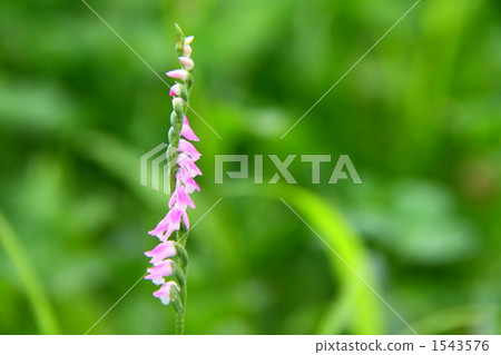 spiranthes sinensis, chinese spiranthes, azumino 1543576