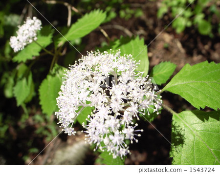 莢蒾 葉 樹葉 1543724
