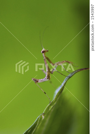 praying mantis, mantis, a mantis 1543997