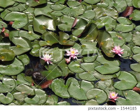 Bullfrog and water lily 1544185