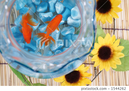 Image of goldfish 1544262