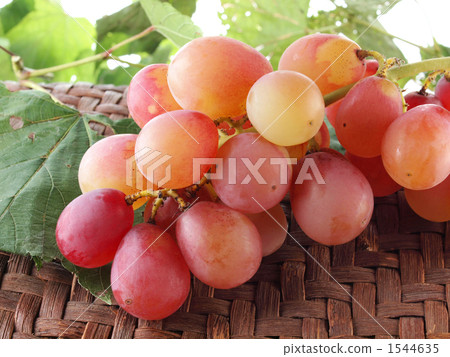 Cultivar called Akishimome Cultivar called Akishimome 1544635