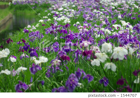 Iris Iris 1544707