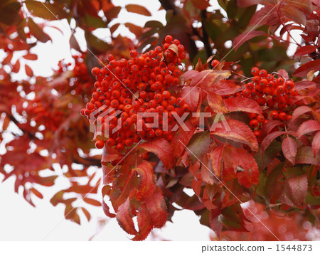 Nanakamado的紅色水果 Nanakamado的紅色水果 1544873