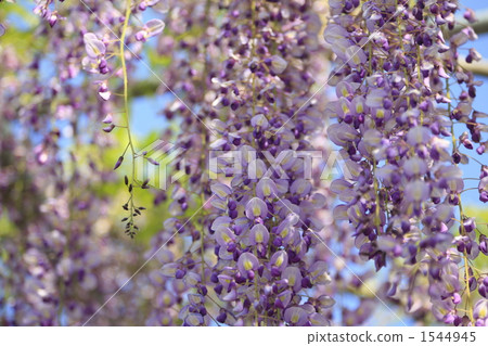 美麗的紫藤 1544945