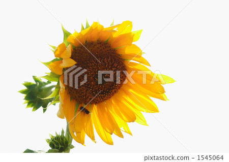 bee, honeybee, sunflower 1545064