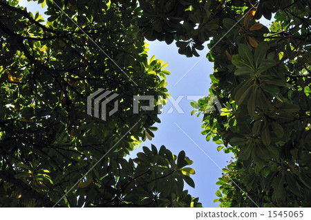 樹·Tubonomycis家庭 樹·Tubonomycis家庭 1545065