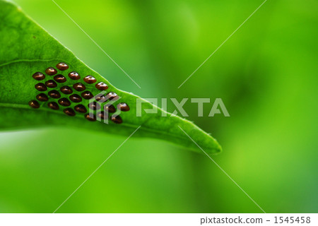 昆蟲棕色雞蛋 1545458