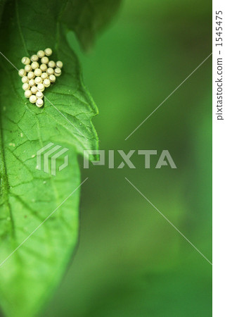 昆蟲白蛋 1545475