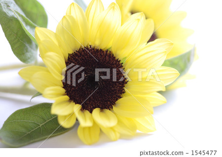 在桌上的向日葵 1545477