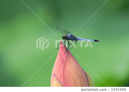 蜻蜓和蓮花 1545499