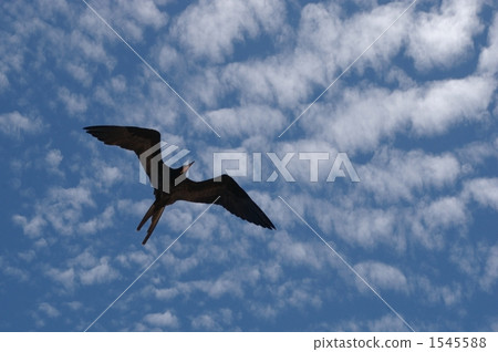 Flight of Gunkandoli Flight of Gunkandoli 1545588