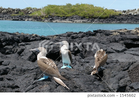 Blue-footed Booby 1545602