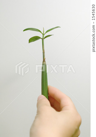 Hand held mangroves Hand held mangroves 1545630