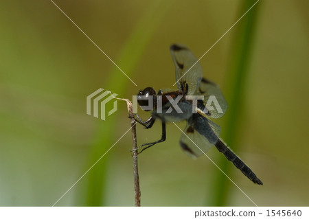 瀕危物種Beckho蜻蜓 1545640