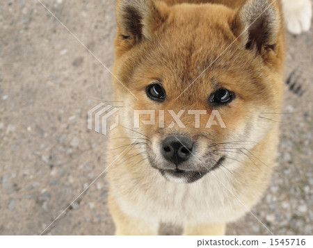 小狗 柴犬 叢林犬 1545716