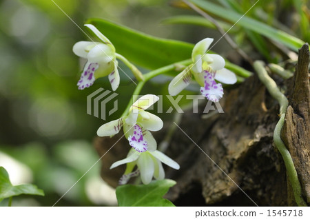 附生蘭花 花朵 花 1545718