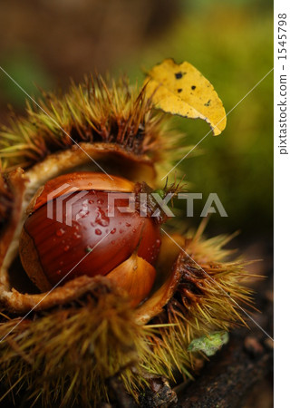 伊賀栗子 1545798