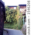 House with ivy 1546208