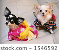Wearing a yukata 1546592