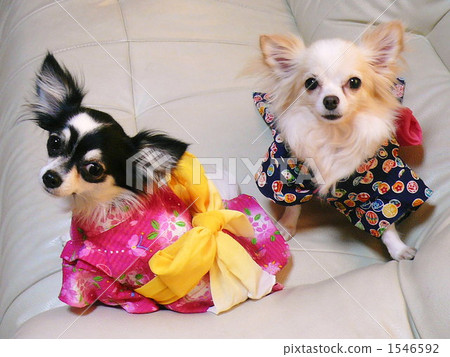 Wearing a yukata Wearing a yukata 1546592