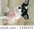 With new clothes 1546593