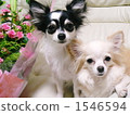 Bouquet and Chihuahuas 1546594