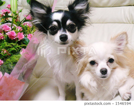 Bouquet and Chihuahuas Bouquet and Chihuahuas 1546594