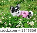 In the clover 1546606