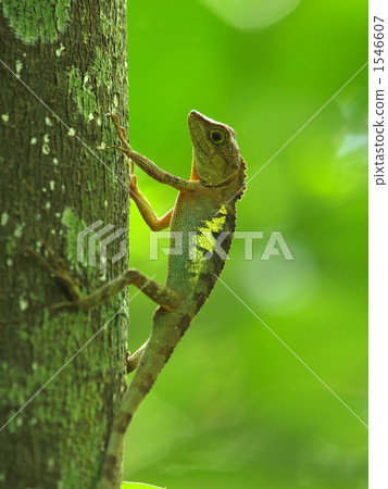 Climb the tree mushrooms Climb the tree mushrooms 1546607