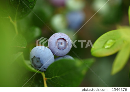 Blueberry fruit Blueberry fruit 1546876