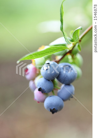 blueberry 1546878