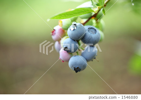 藍莓 1546880