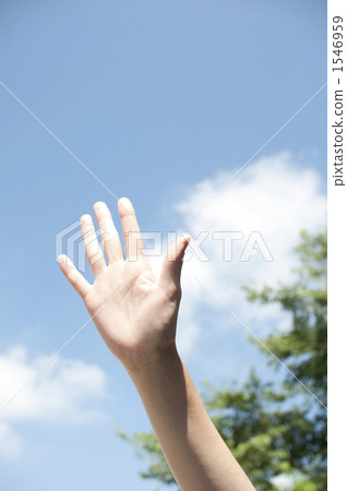 手掌 五 5 1546959