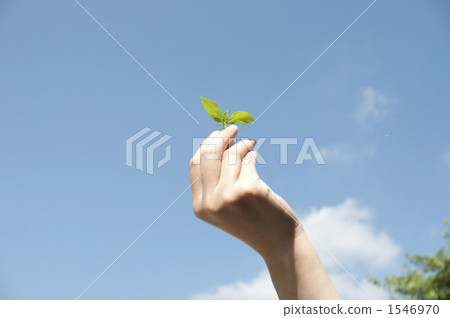 bud, seed leaf, sprout 1546970