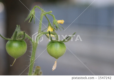  Mini Tomato 1547242