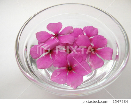 madagascar periwinkle, petal, petals 1547384