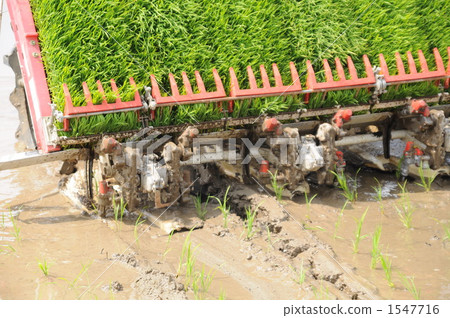用插秧機種植幼苗 1547716