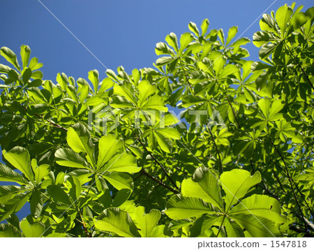 Tonchi離開4 Tonchi離開4 1547818