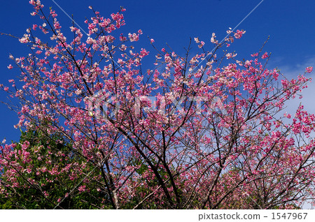 寒緋櫻 櫻花 台灣櫻桃 1547967