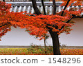 白牆 紅葉 東福寺 1548296