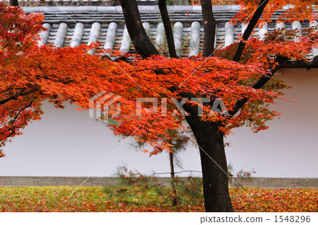 白牆 紅葉 東福寺 1548296
