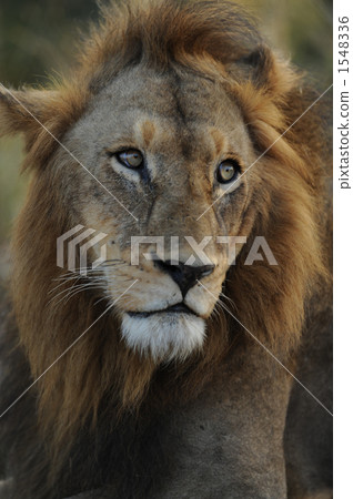wild animal, wildanimal, wildlife 1548336