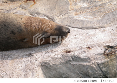 海獅的午睡 1548492