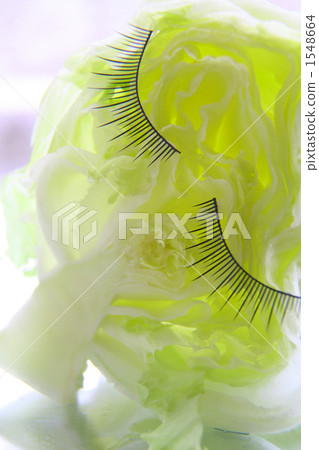 Lettuce rest Lettuce rest 1548664